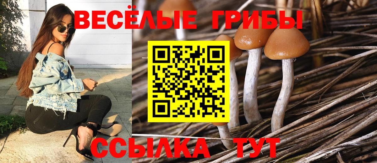 Псилоцибиновые грибы Psilocybine cubensis Ярославль